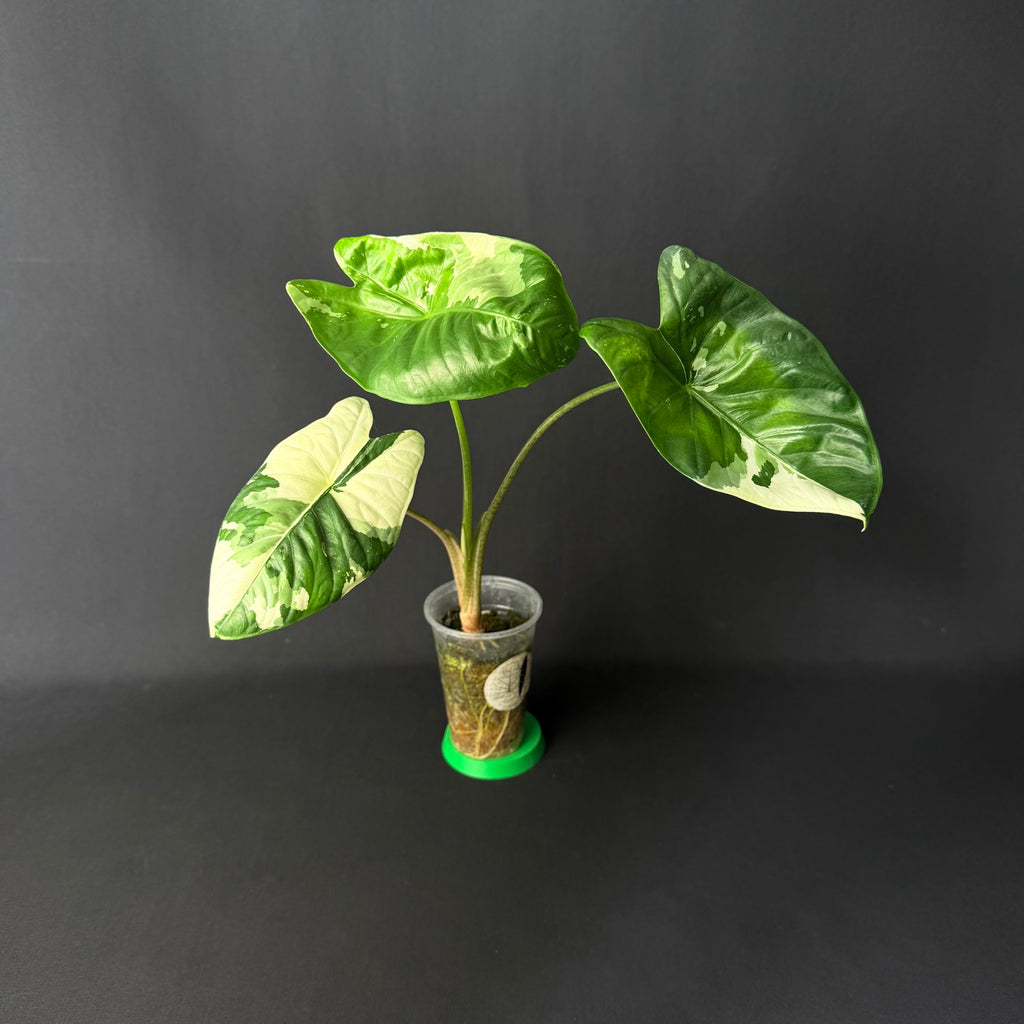 Alocasia Fornicata Albo Variegata #1-3