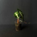 Alocasia Venom #7