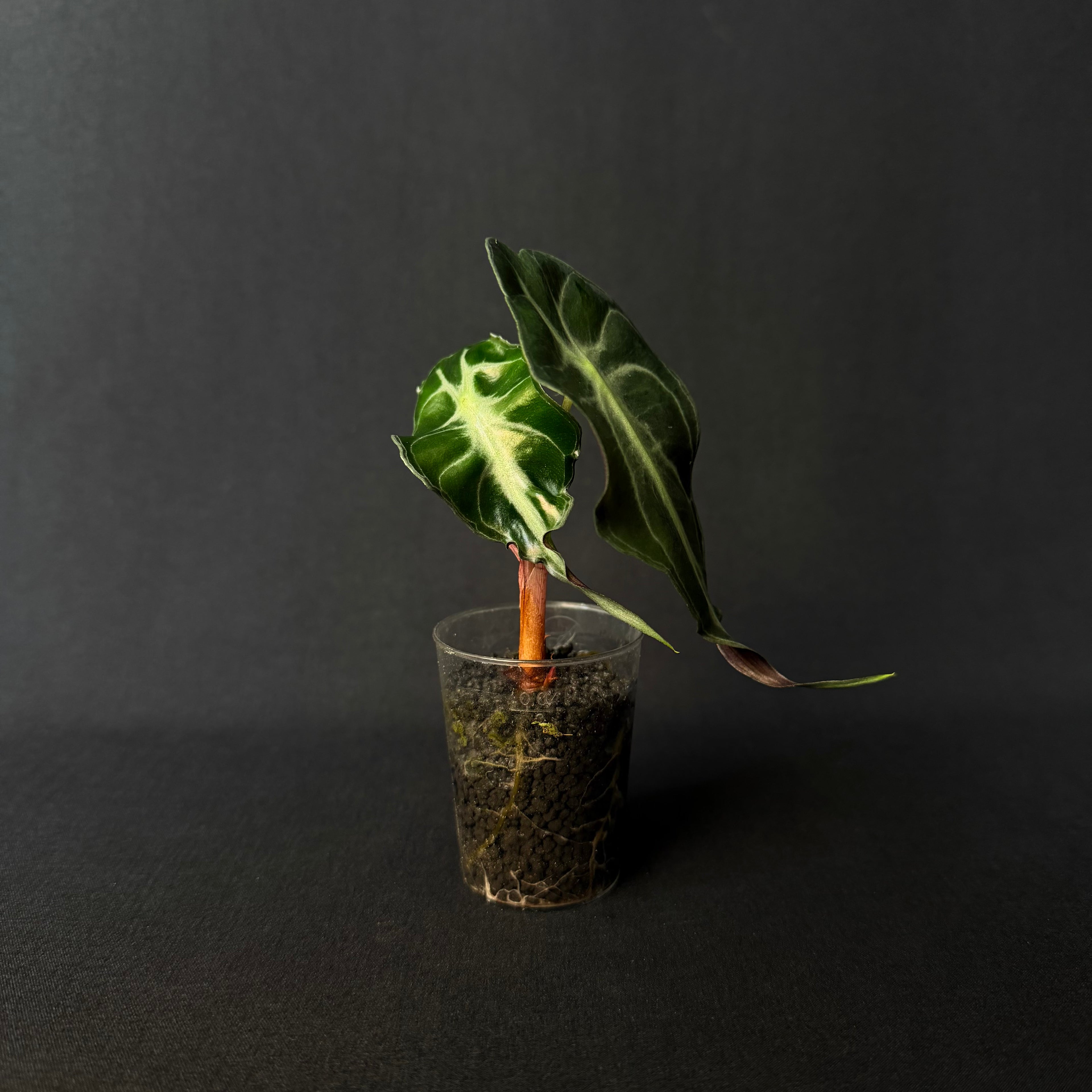Alocasia Venom #7