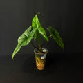 Alocasia Simpo #1