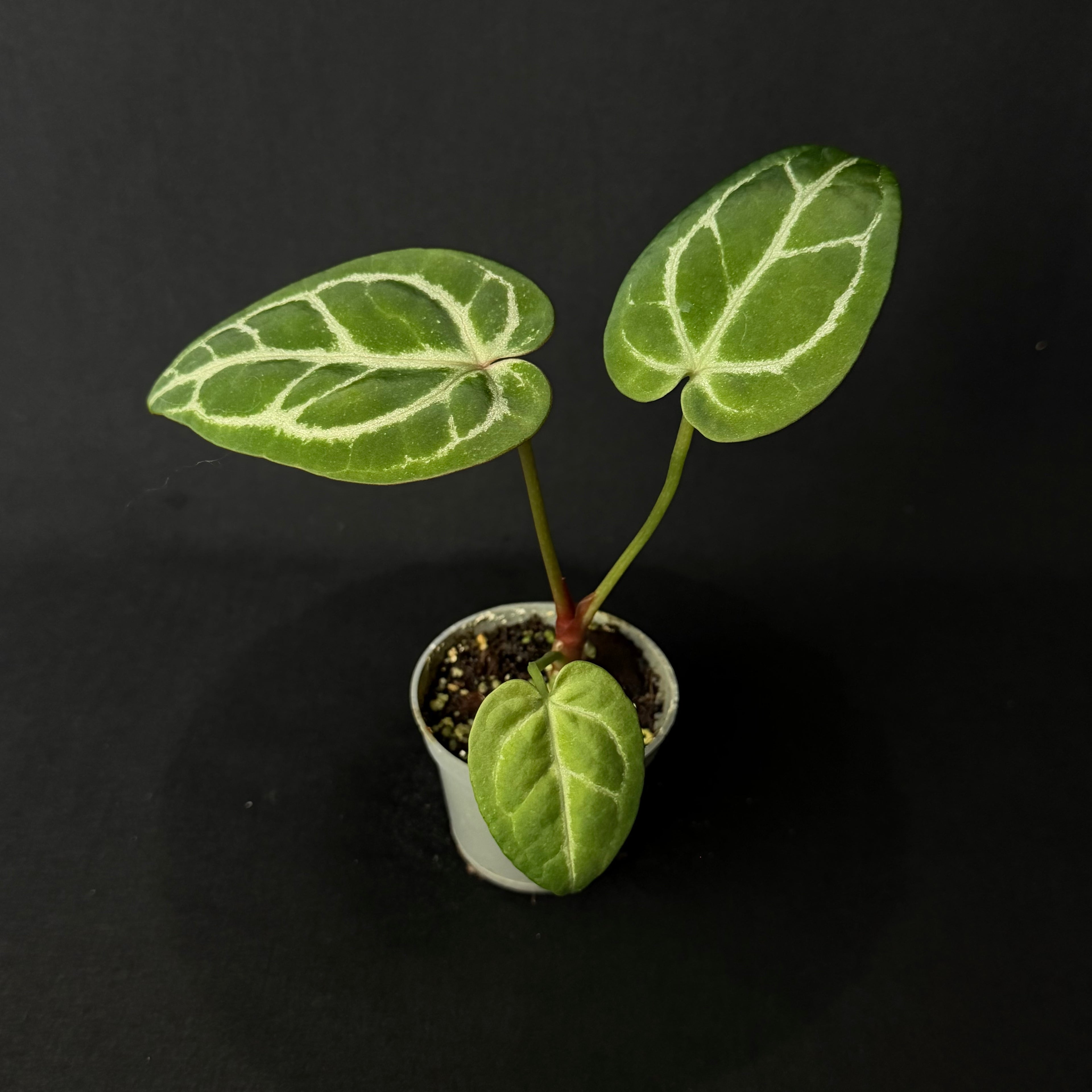 Anthurium Silver Blush