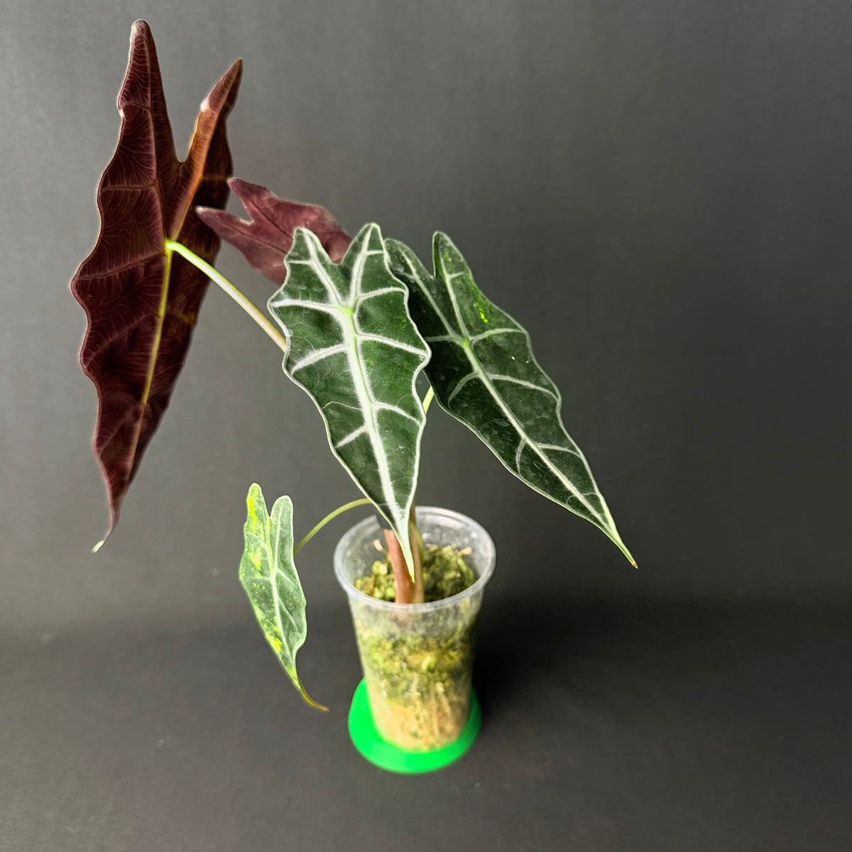 Plant template