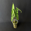 Alocasia Reticulata #2