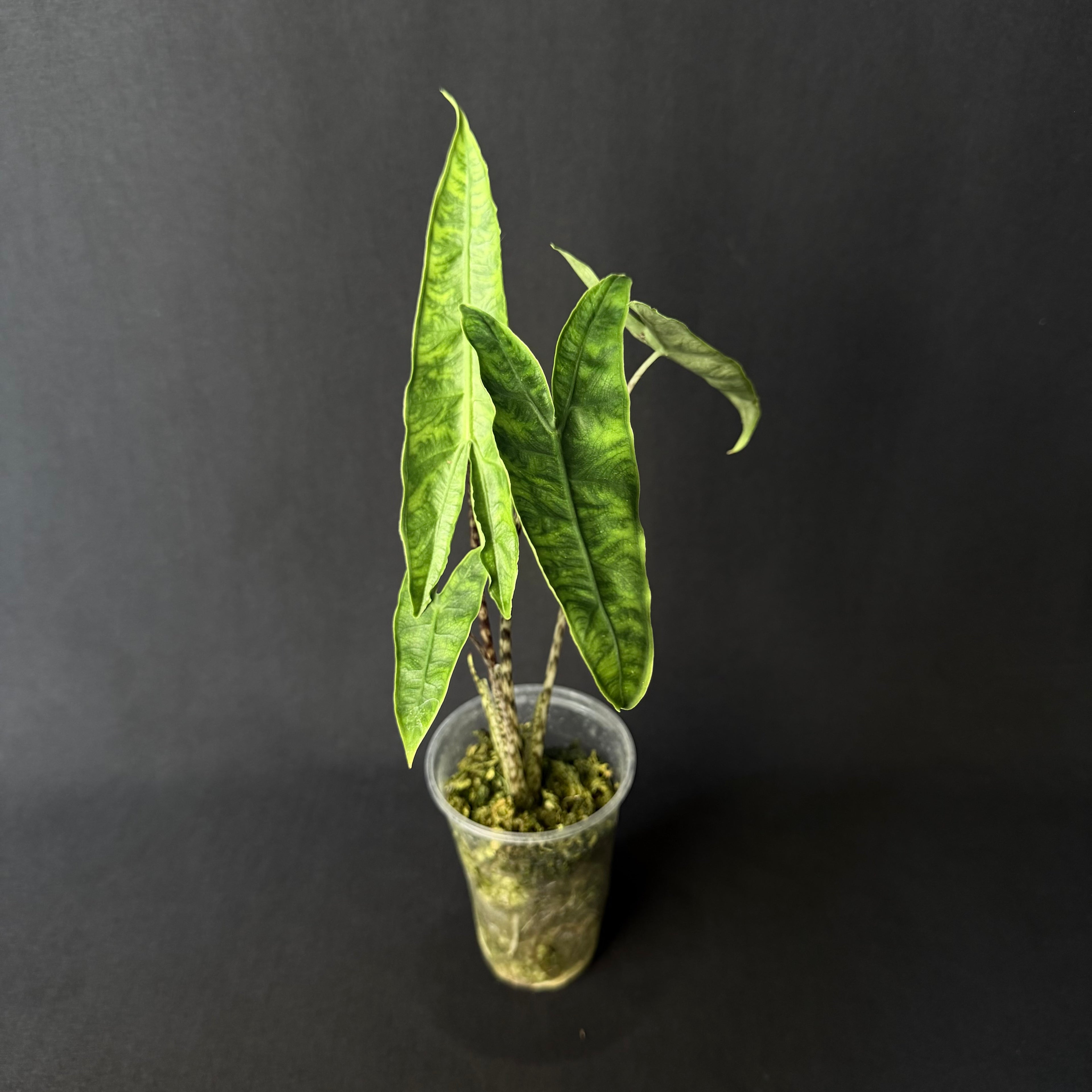 Alocasia Reticulata #2