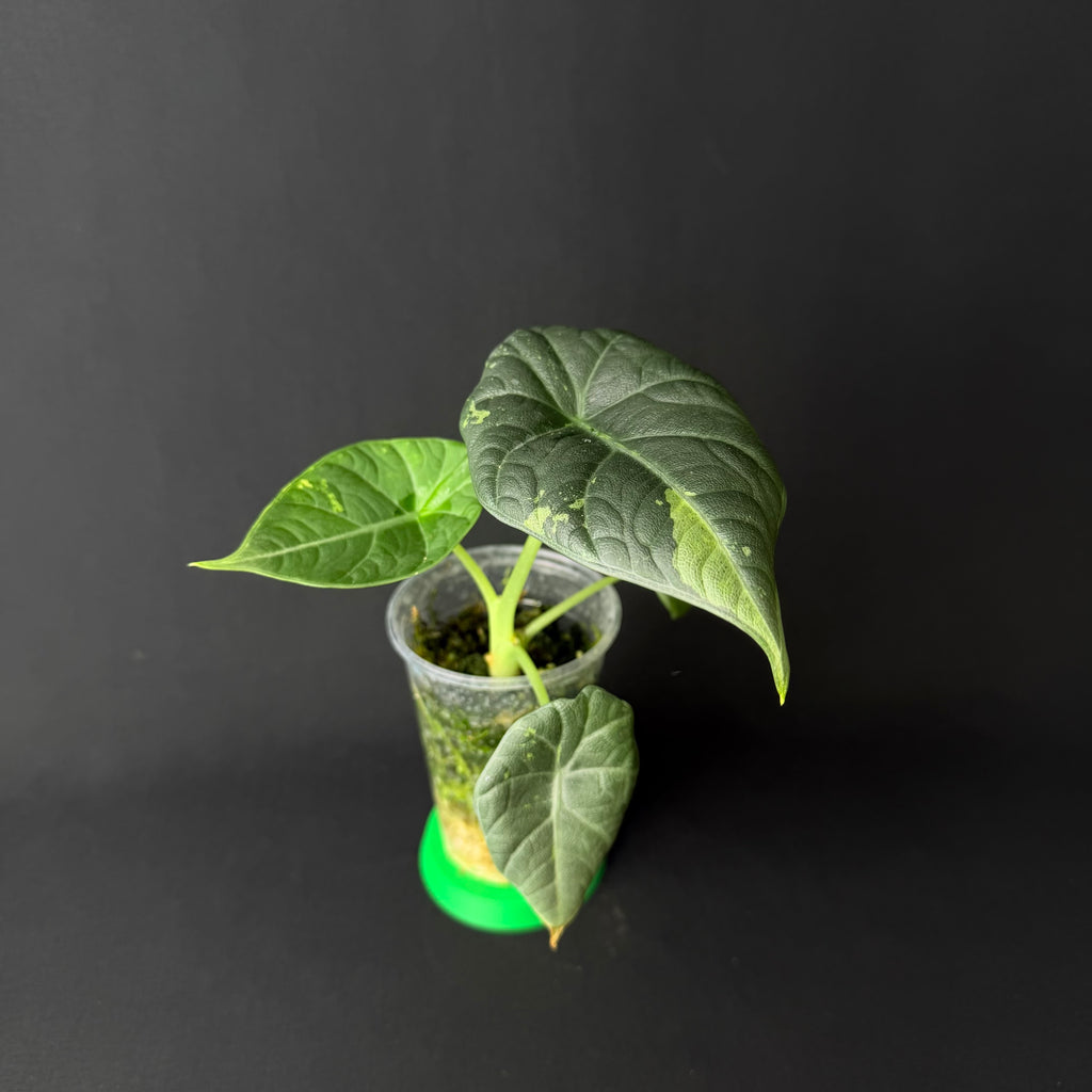 Alocasia Maharani Albo/Mint Variegata #1-3