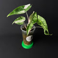Alocasia Nairobi Nights Albo/Pink Variegata #1-7