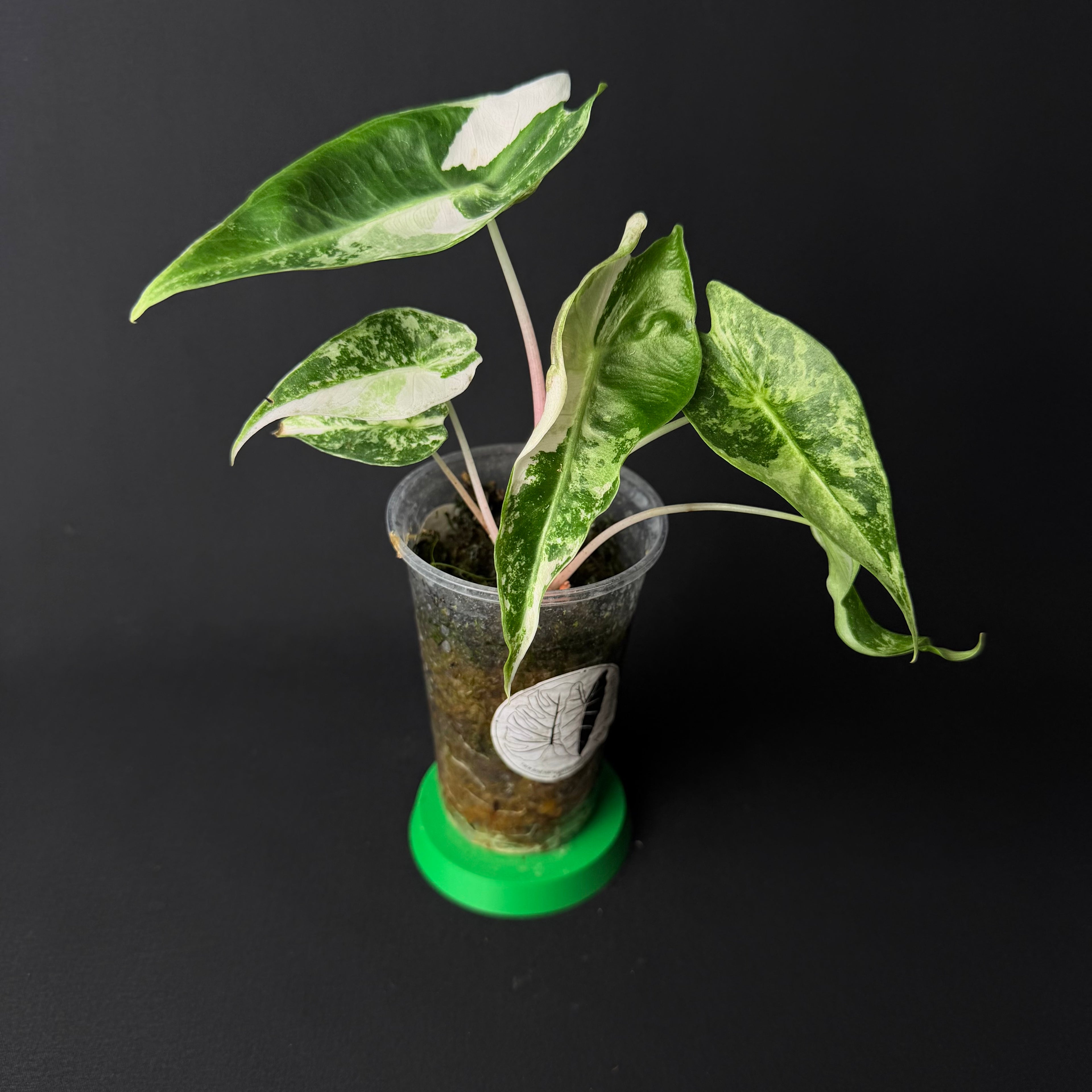 Alocasia Nairobi Nights Albo/Pink Variegata #1-7