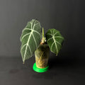 Alocasia Reginula 'Black Velvet'