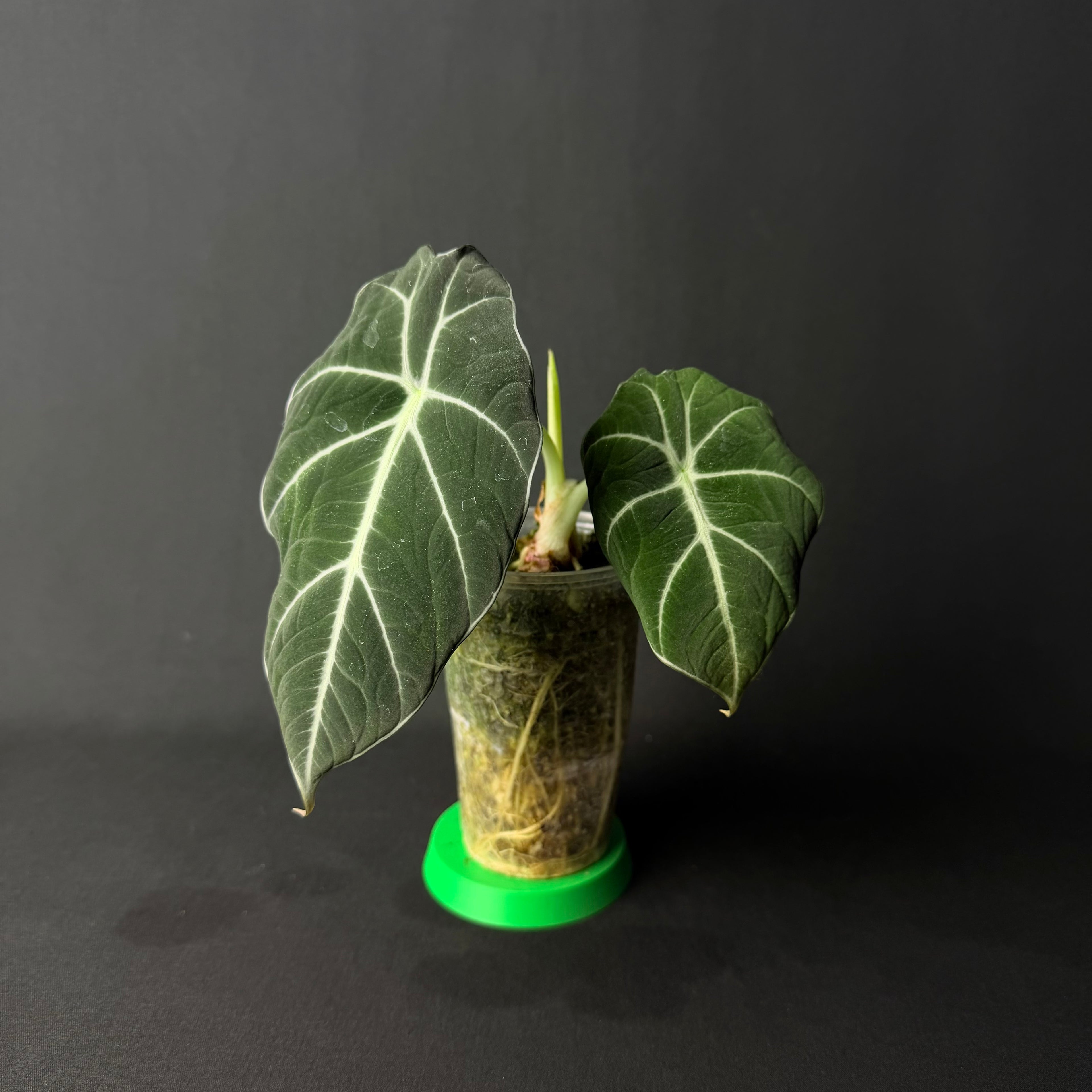 Alocasia Reginula 'Black Velvet'