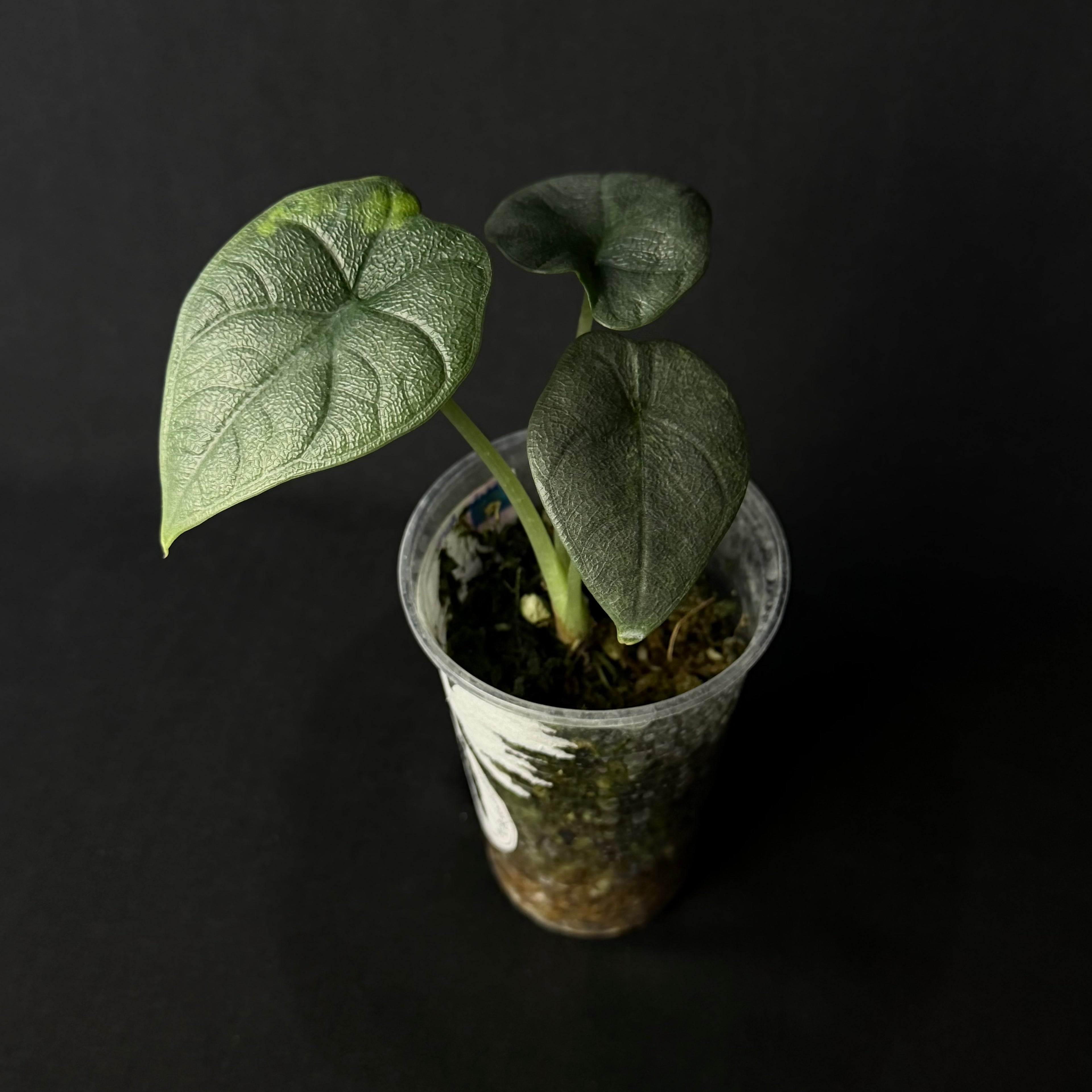 Alocasia Melo Aurea Variegata #3