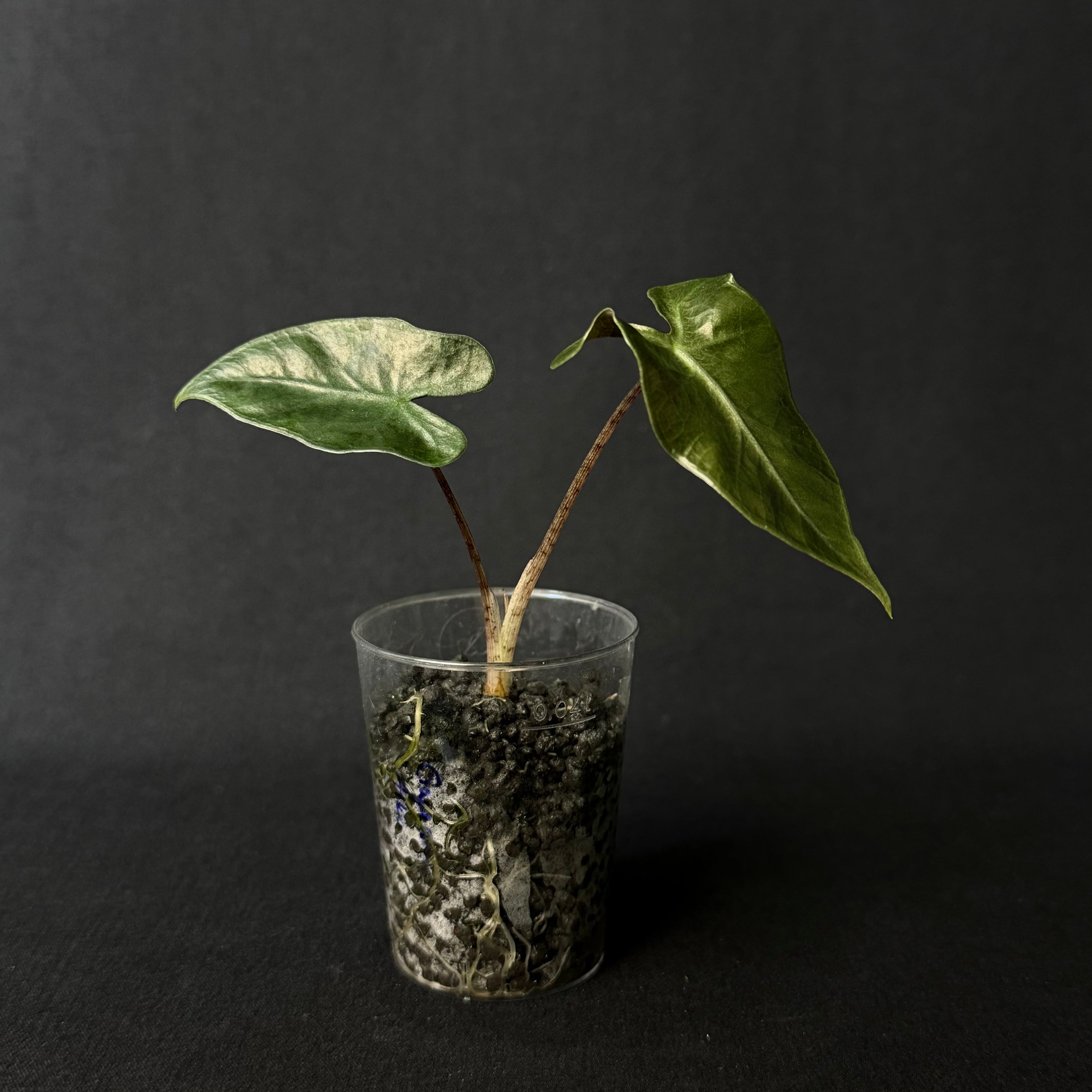 Alocasia Lailah