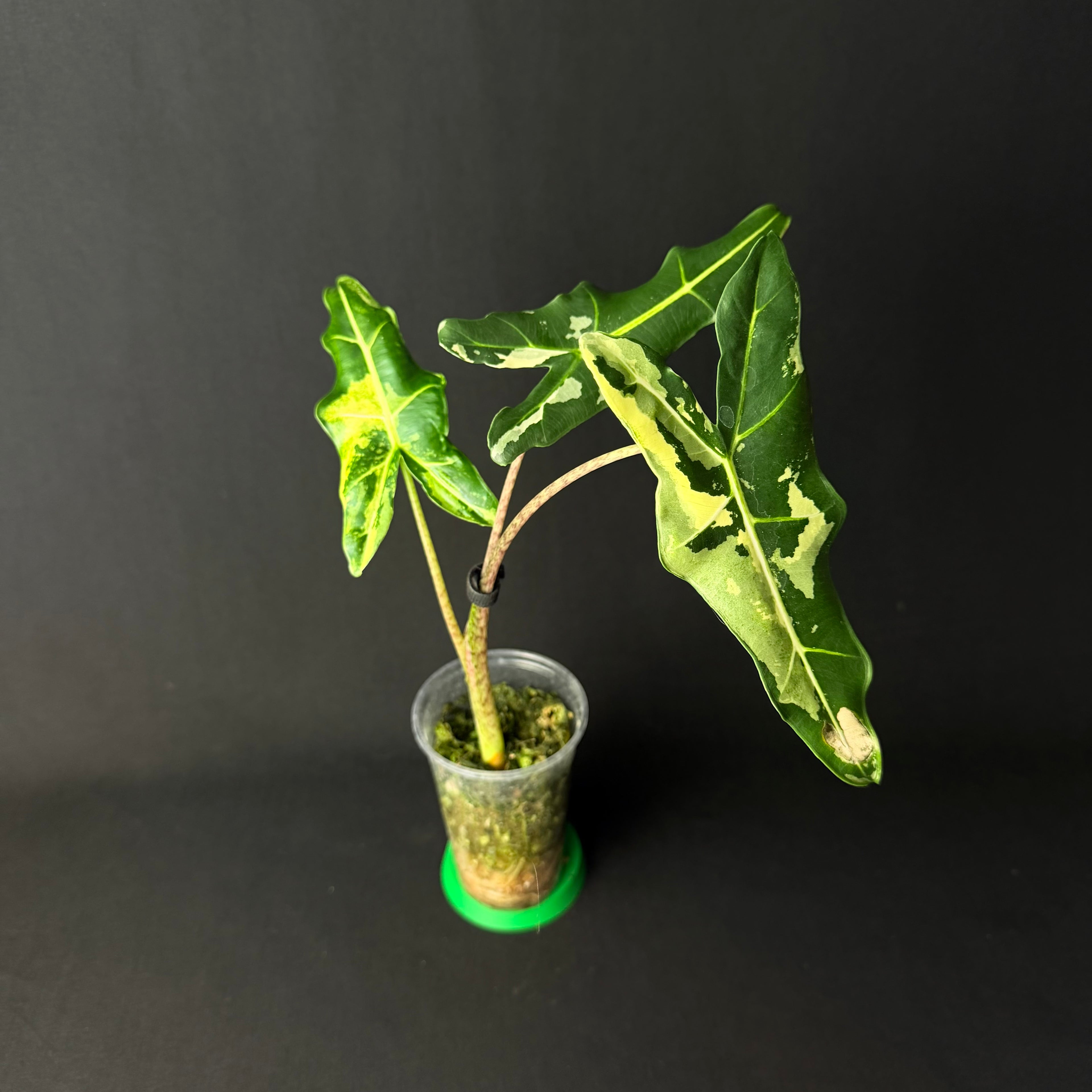 Alocasia Sarian Albo Variegata #1-2