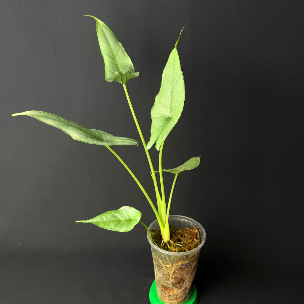 Alocasia Heterophylla Dragon's Breath #1-8