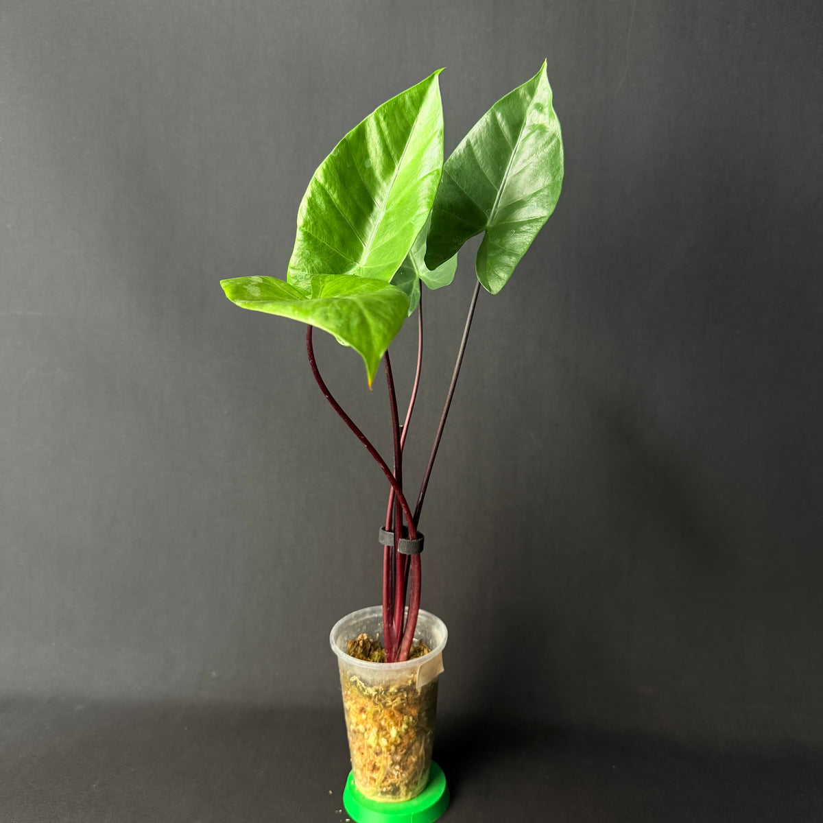 Alocasia Macrorrhizos 'Black Stem' #1-5