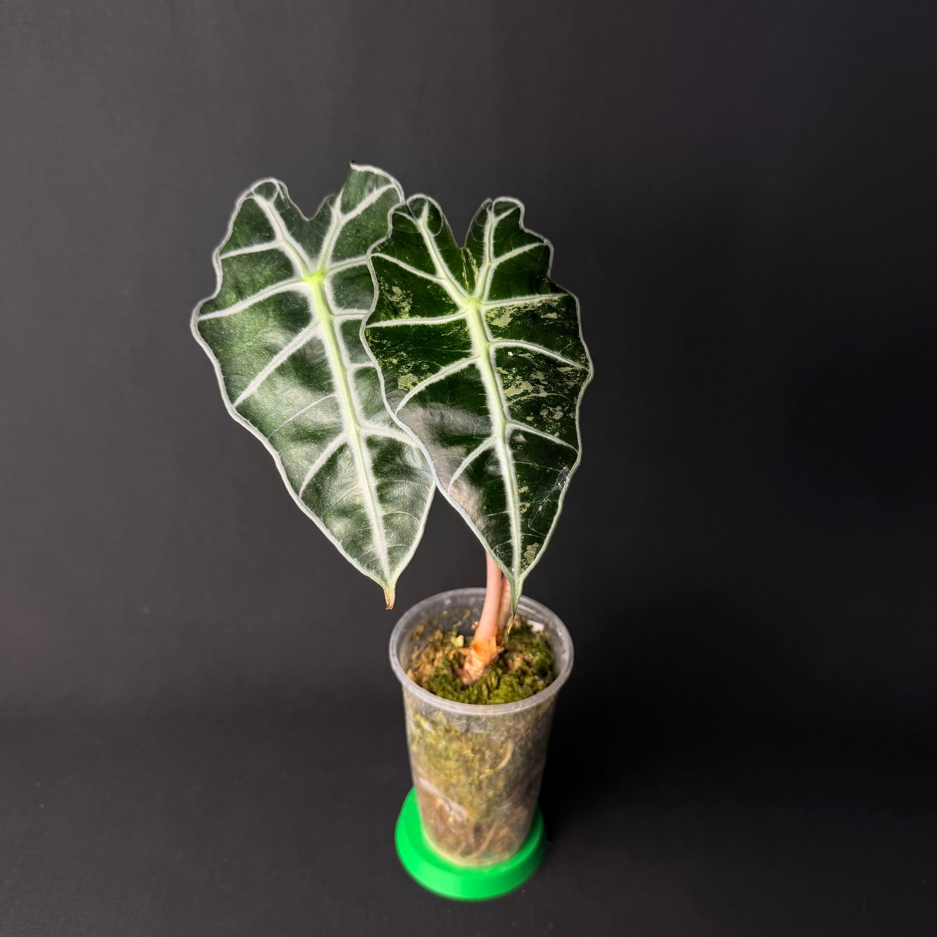 Alocasia Amazonica 'Polly' Mint Variegata #1-2
