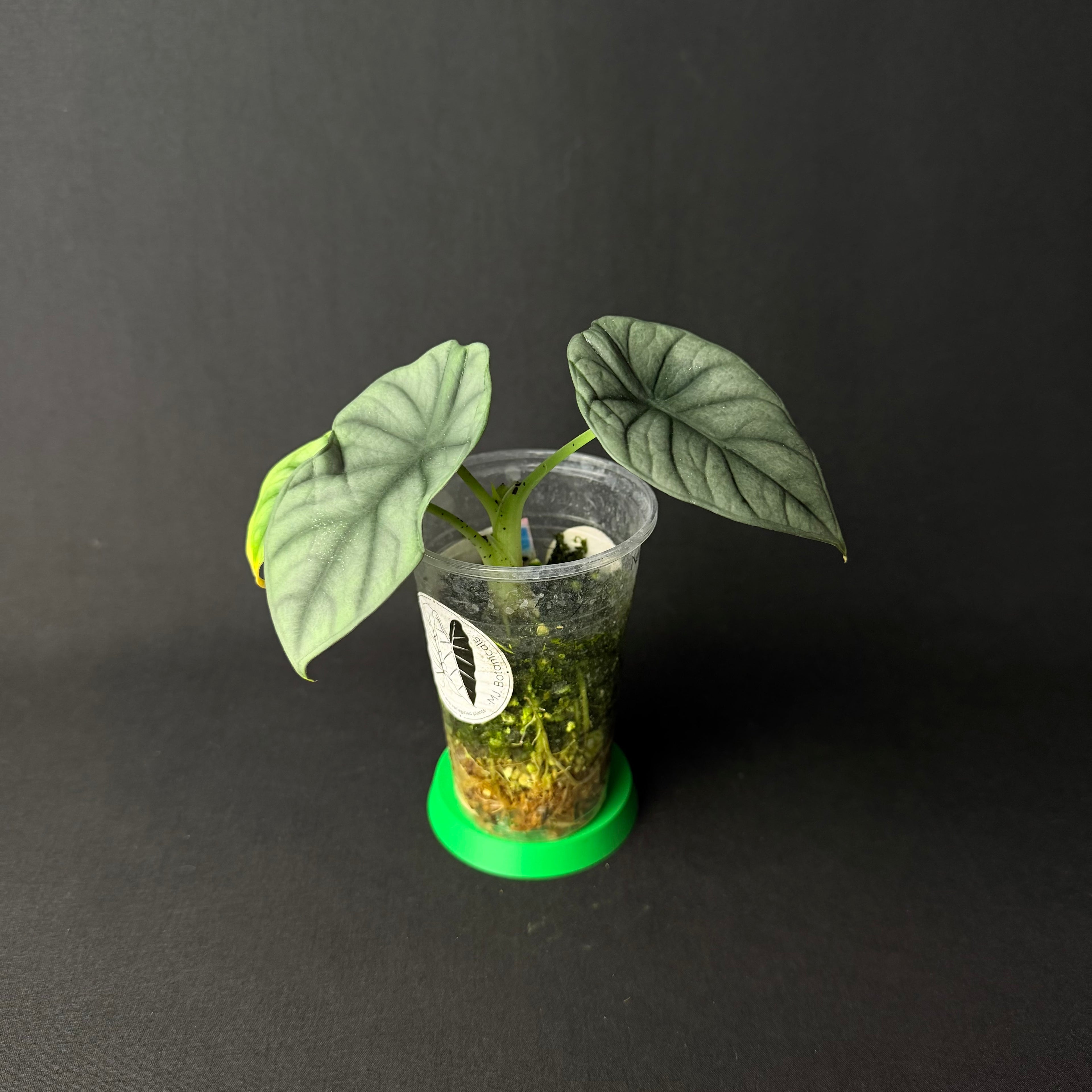 Alocasia Nebula