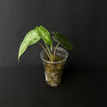 Alocasia Ivery Coast #3