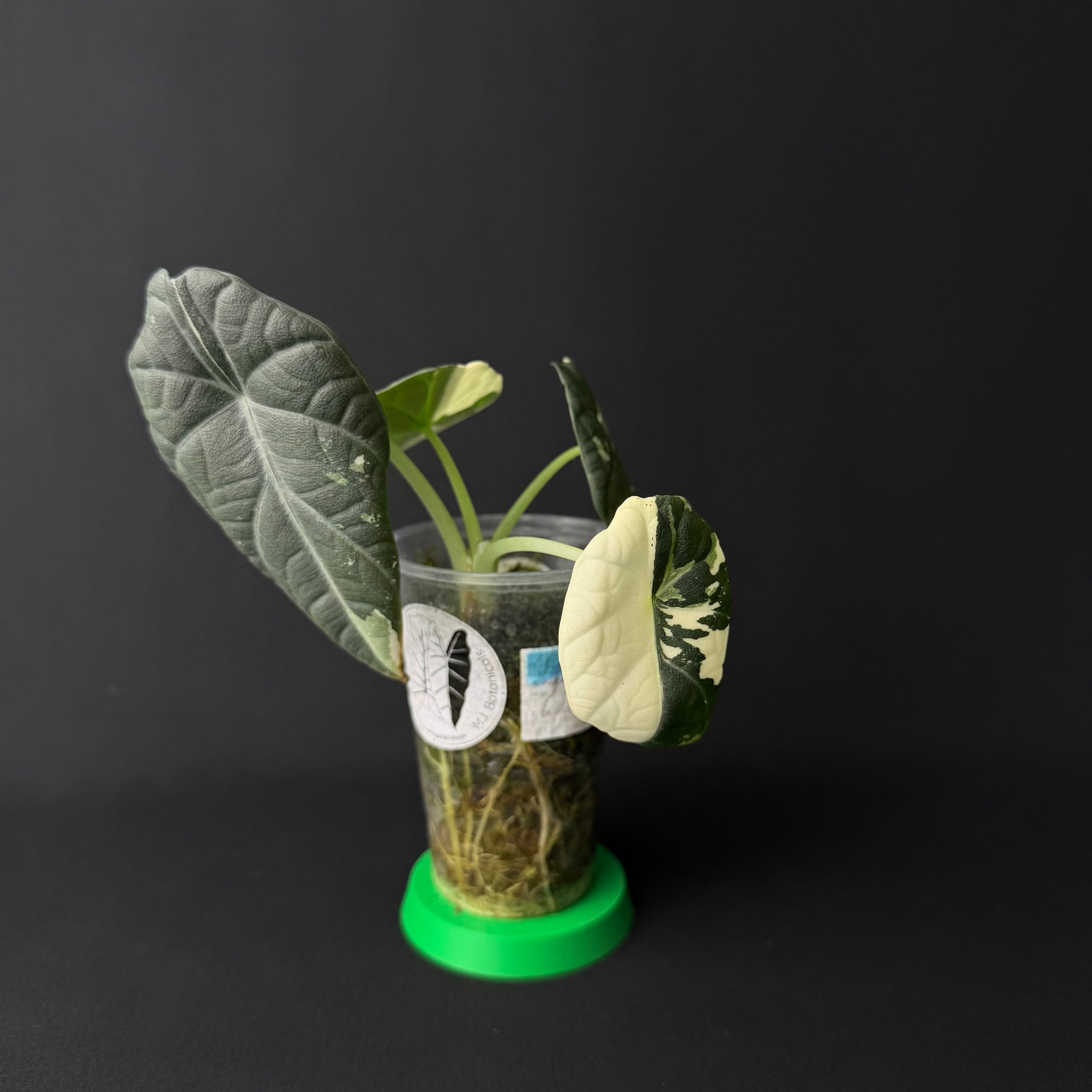 Alocasia Maharani Albo Variegata #5
