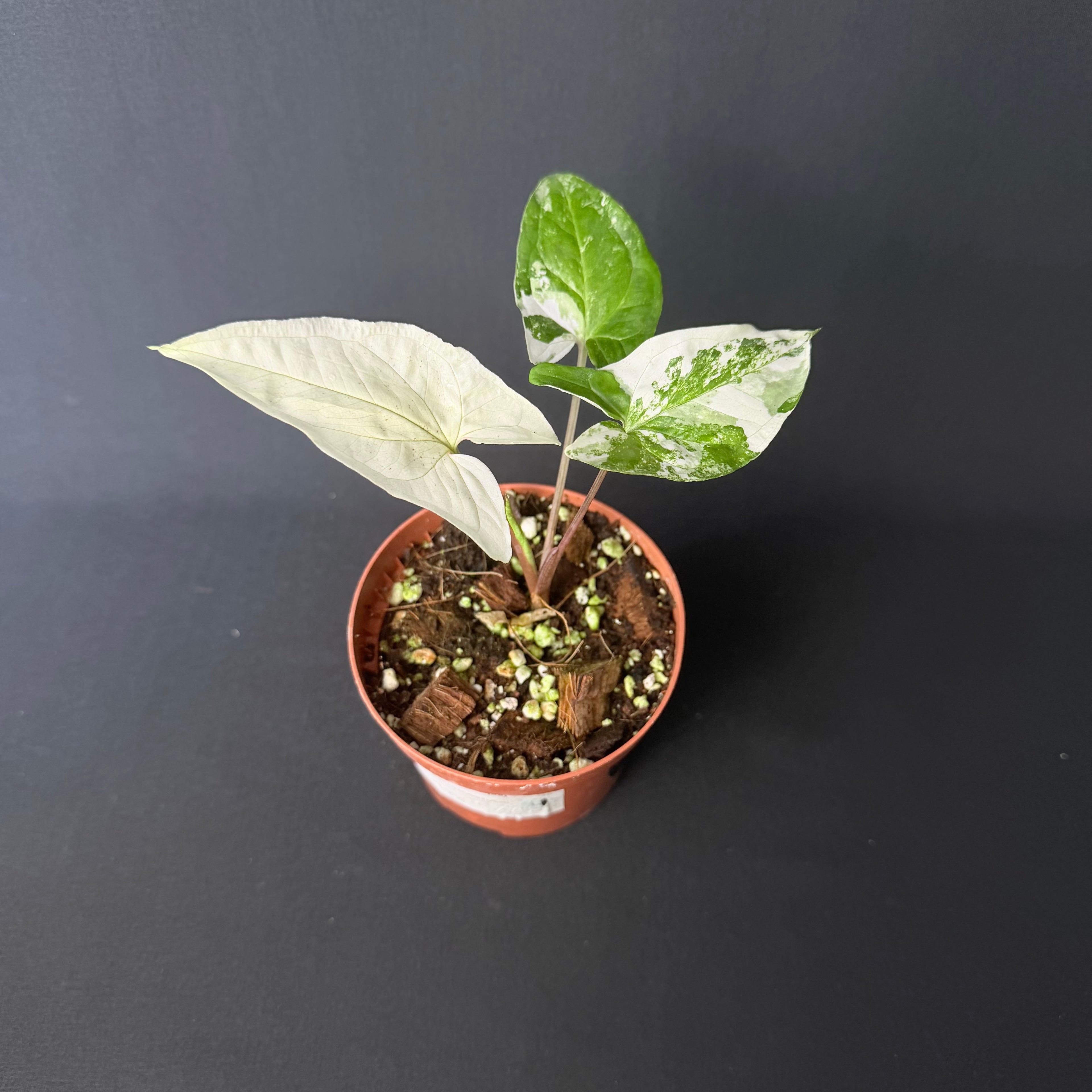 Syngonium podophyllum Albo Variegata