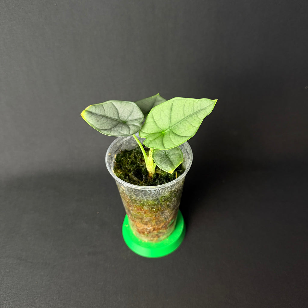 Alocasia Reginae Elaine #1-2