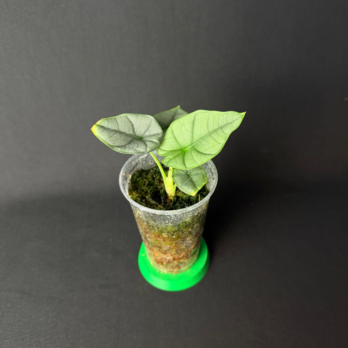 Alocasia Reginae Elaine #1-2