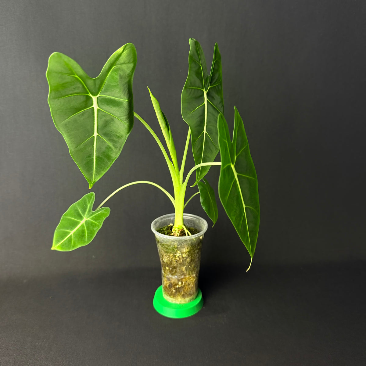 Alocasia Micholitziana 'Green Velvet'