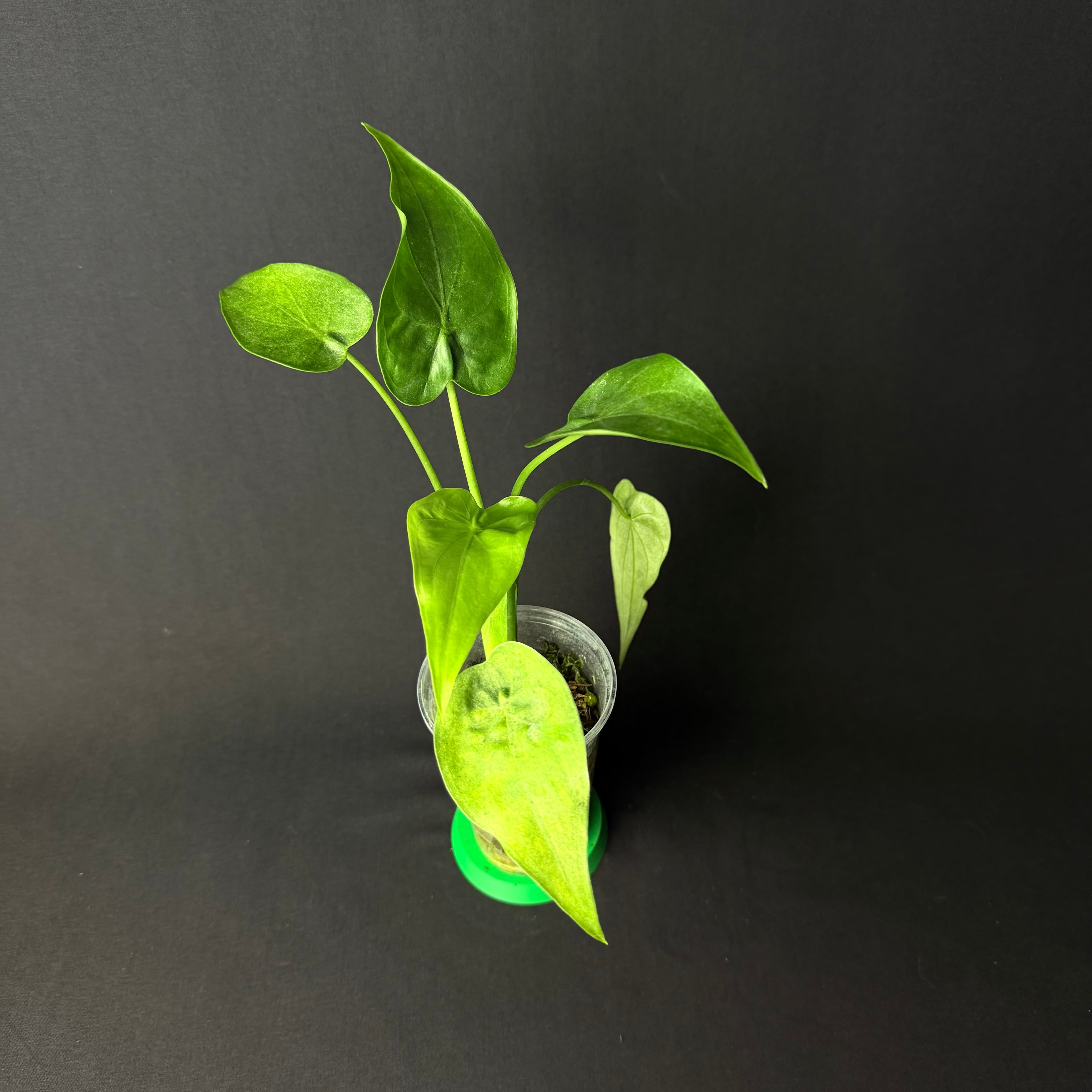 Alocasia Cucullata Mint Variegata #1-2