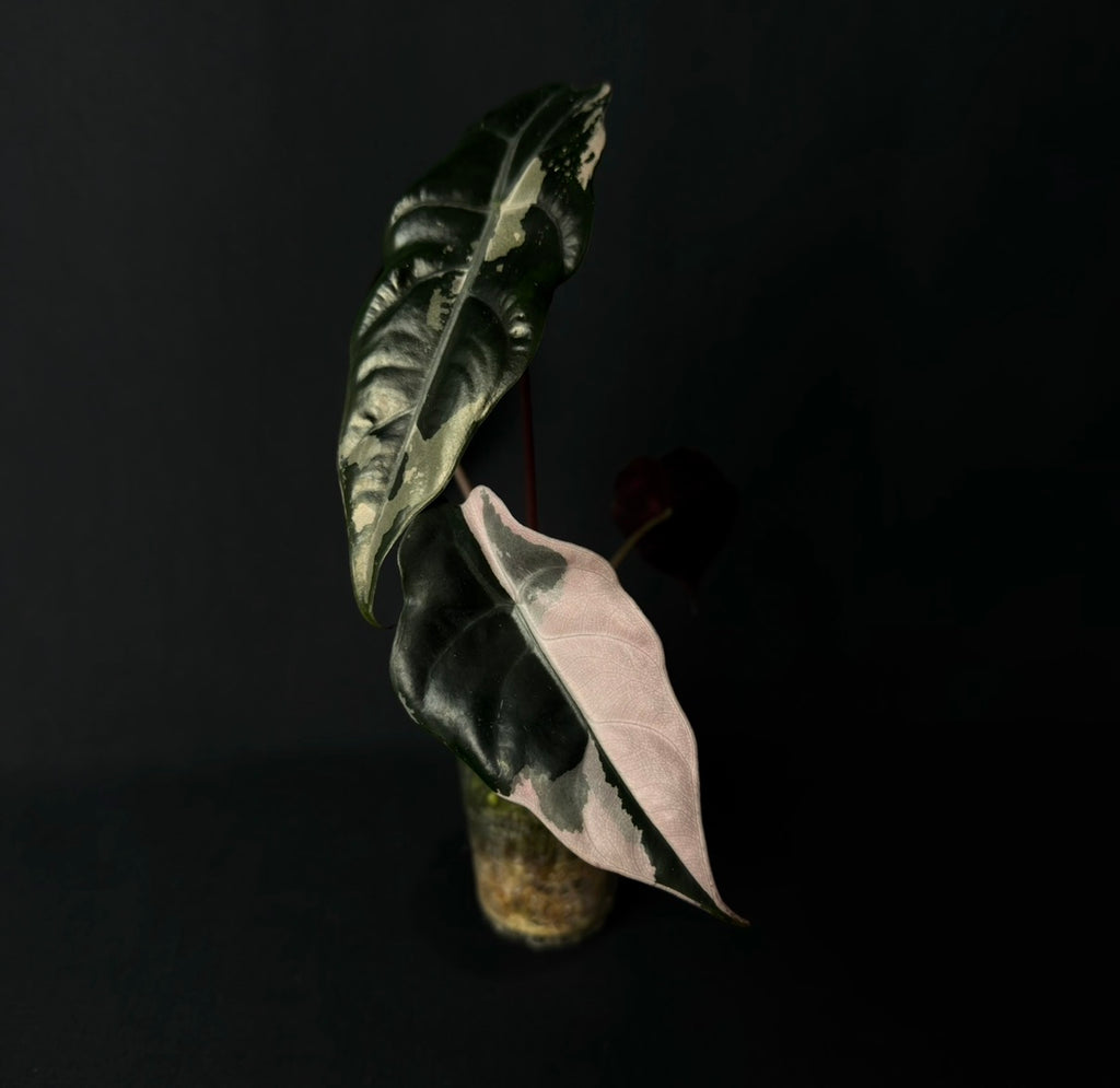 Alocasia Chantrierii Pink Variegata #6