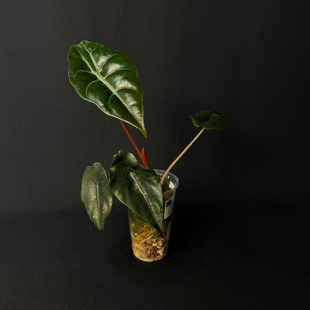 Alocasia Chantrierii
