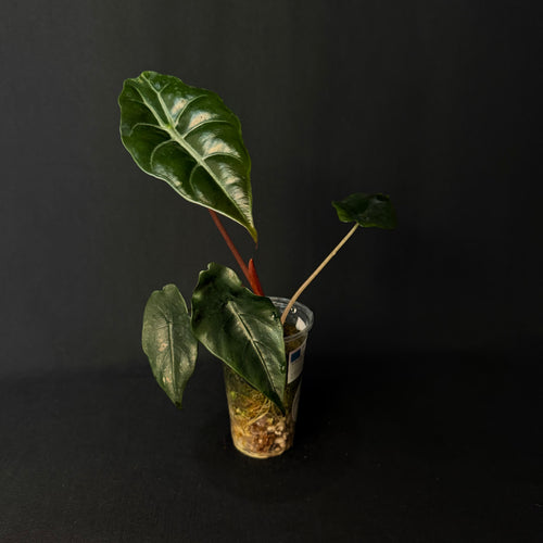 Alocasia Chantrierii