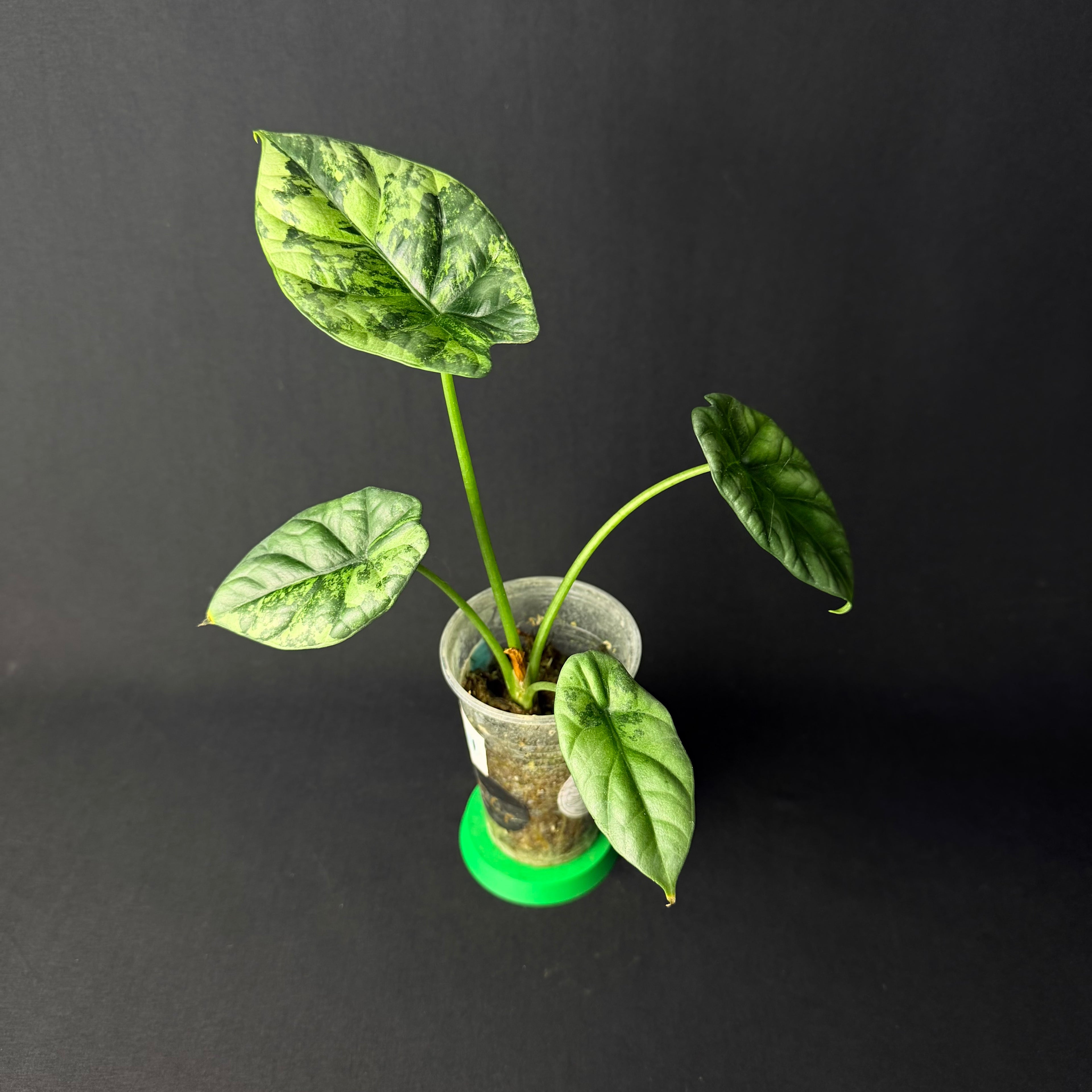 Alocasia Sinuata Mint Variegata #1-5