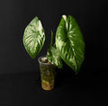 Alocasia Fornicata Albo Variegata #2