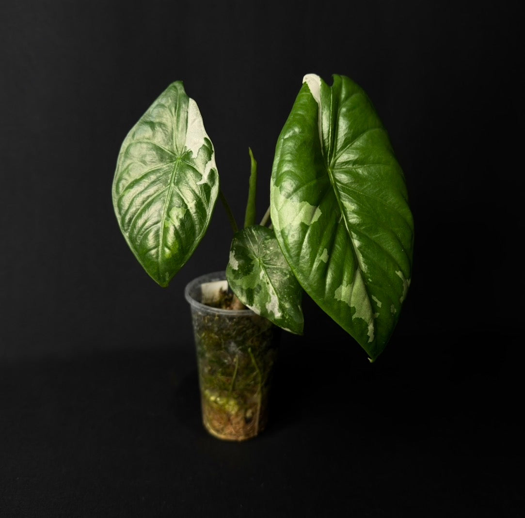 Alocasia Fornicata Albo Variegata #2