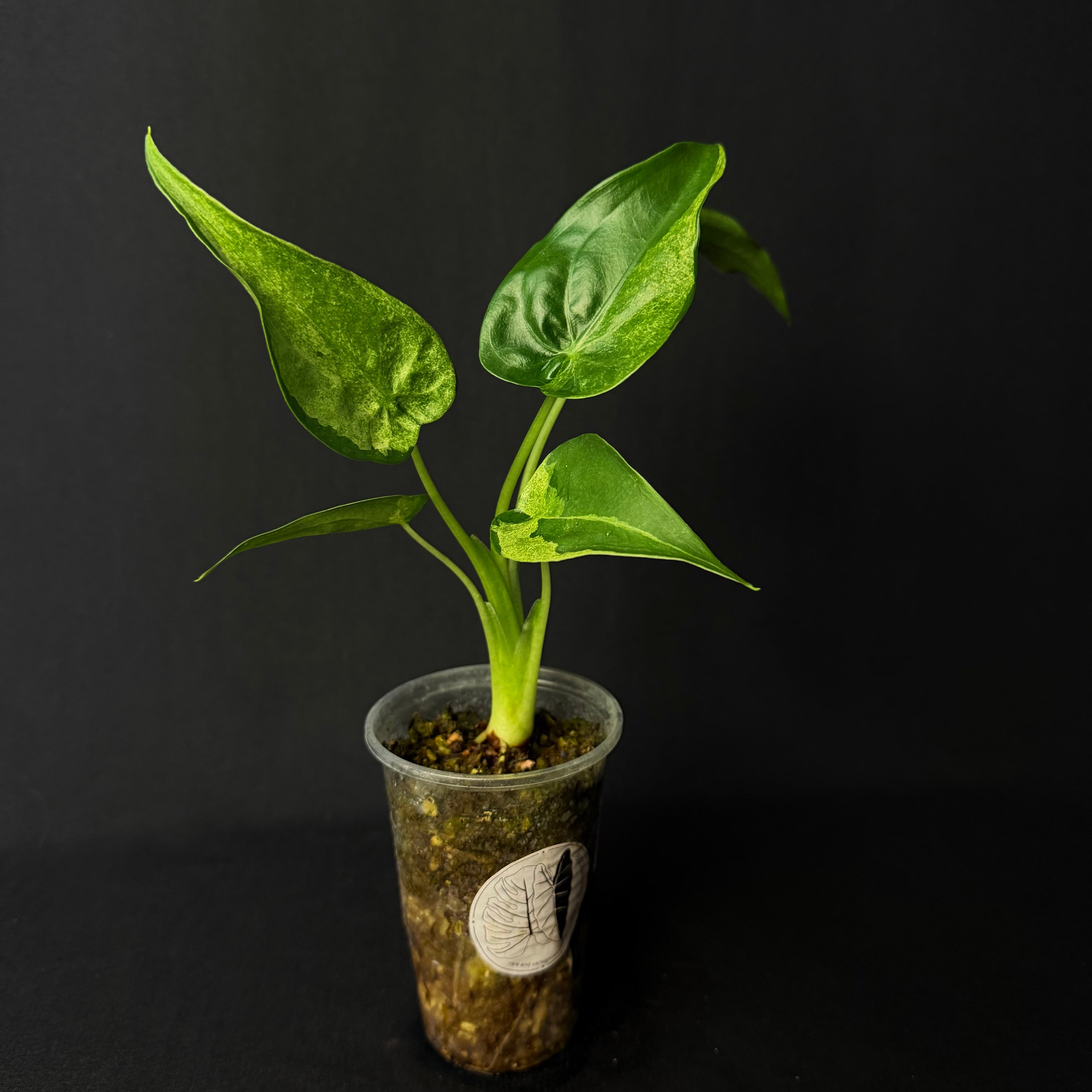 Alocasia Cucullata Mint Variegata #1