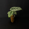 Alocasia Baginda 'Silver Dragon' #1