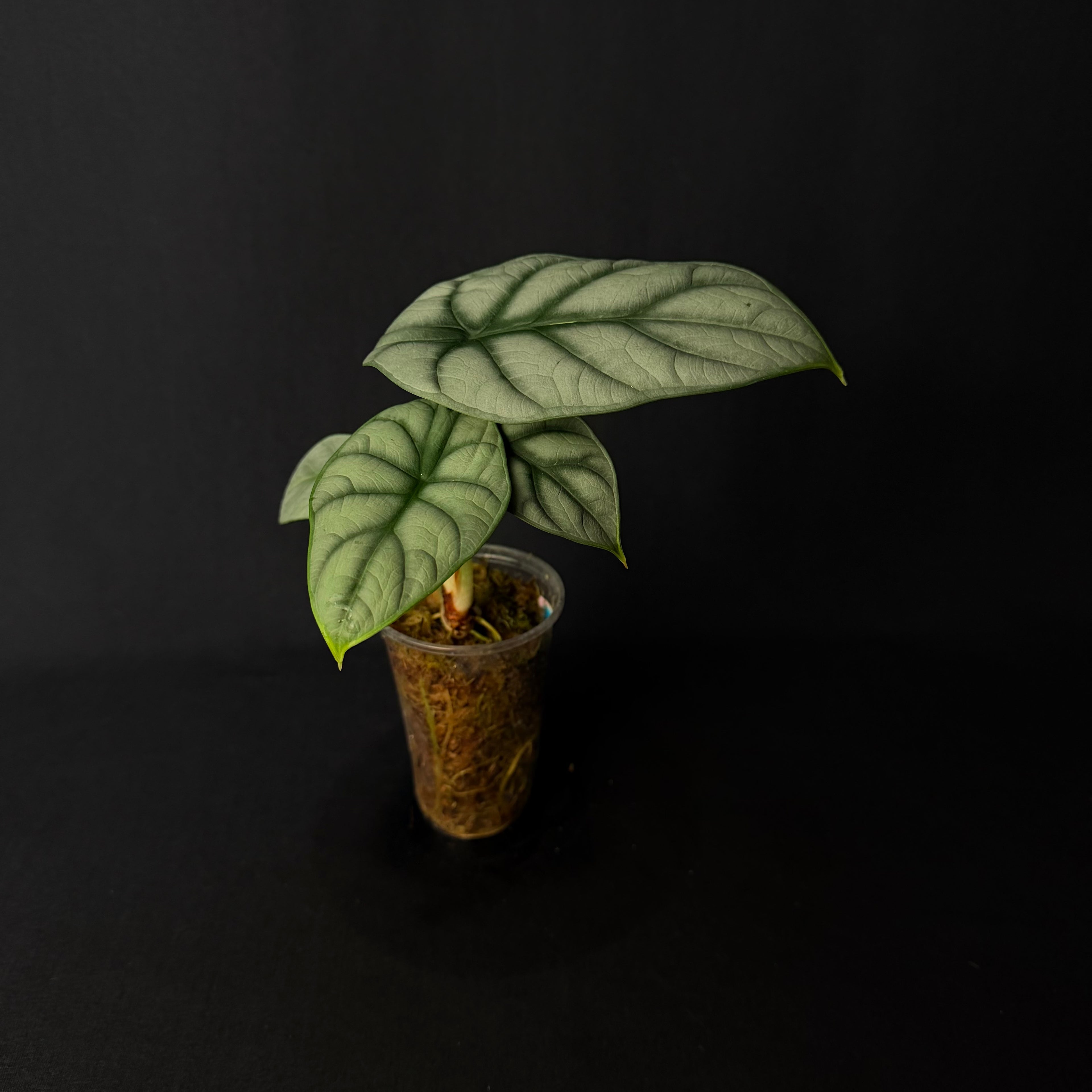 Alocasia Baginda 'Silver Dragon' #1