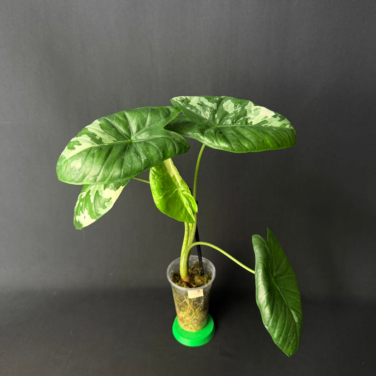 Alocasia Fornicata Albo Variegata #1-3