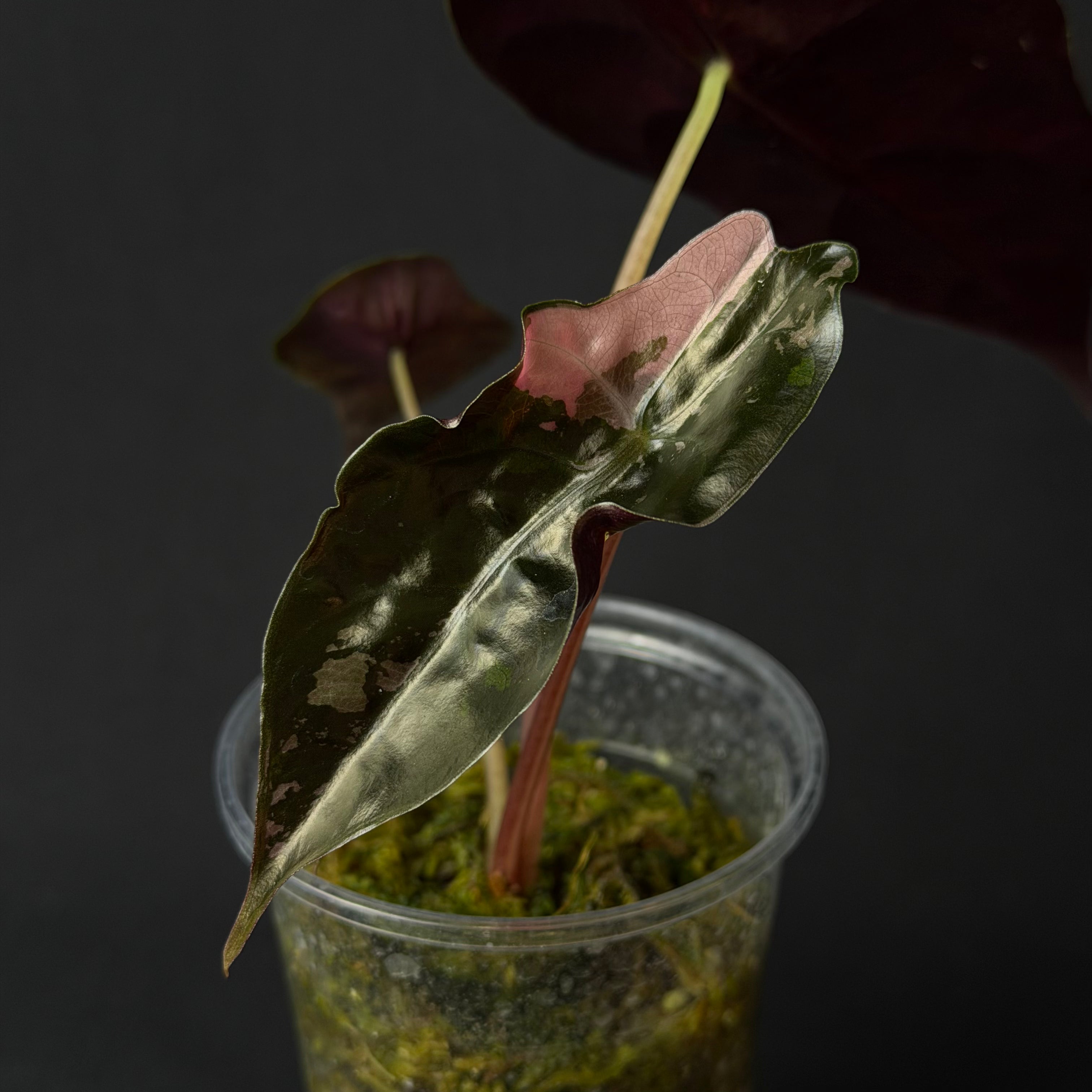 Alocasia Chantrierii Pink Variegata #1