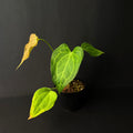 Anthurium 'Delta Force' #2