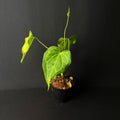 Anthurium 'Delta Force' #1