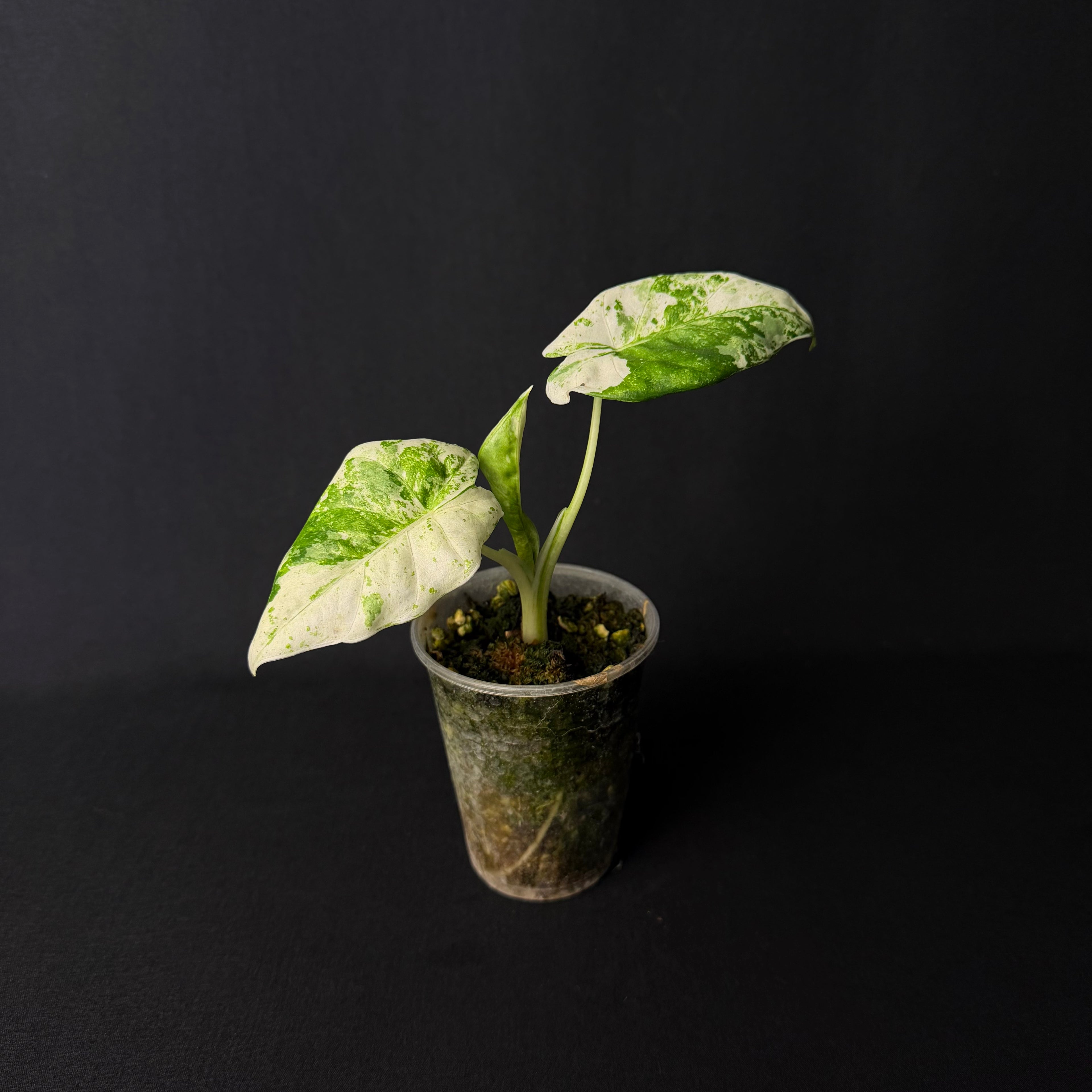 Alocasia Odora 'Batik' Variegata #1-5