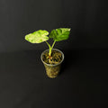 Alocasia Odora 'Batik' Variegata #1-5