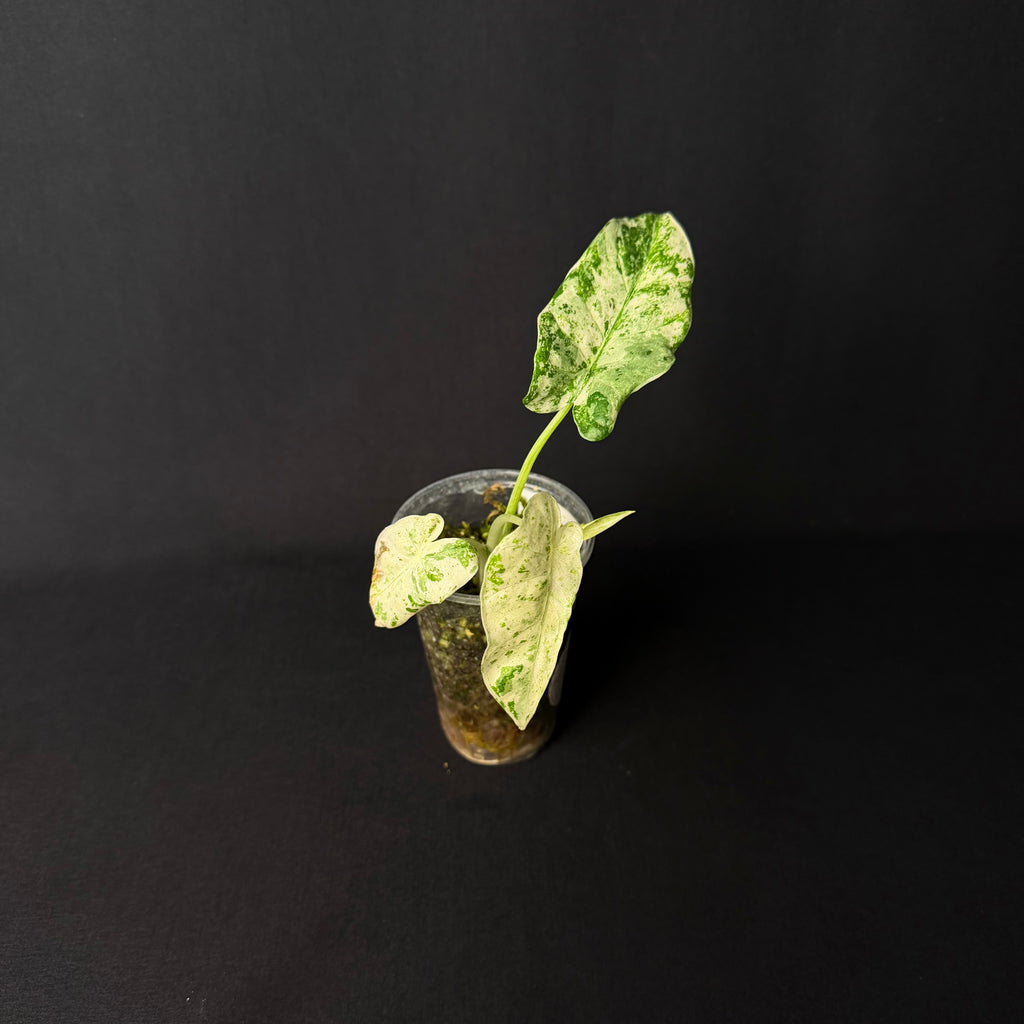 Alocasia Odora 'Batik' Variegata #1-5