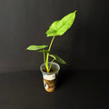 Alocasia Heterophylla Dragon's Breath #3