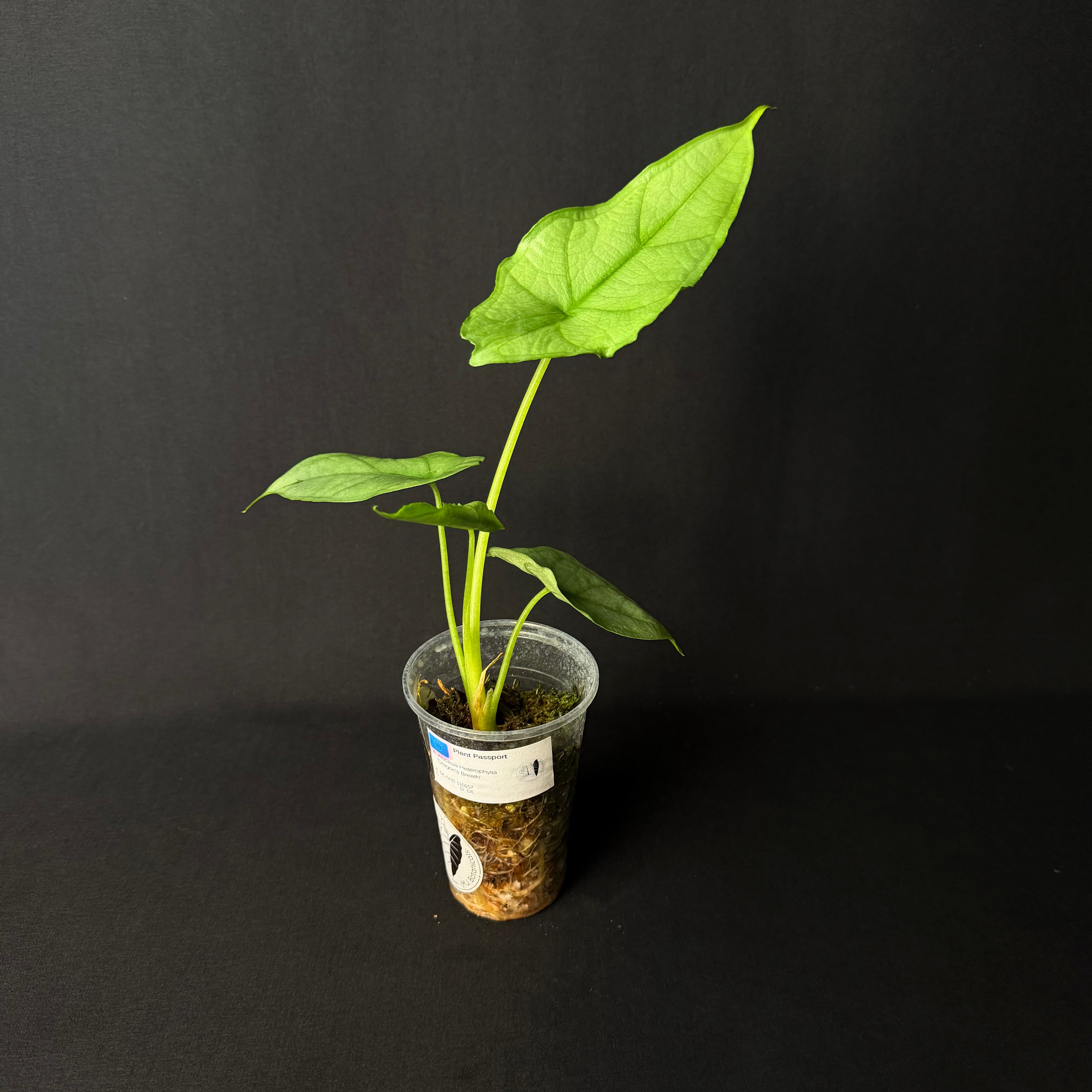 Alocasia Heterophylla Dragon's Breath #3