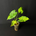 Alocasia Odora 'California' Aurea Variegata (Gageana) #1