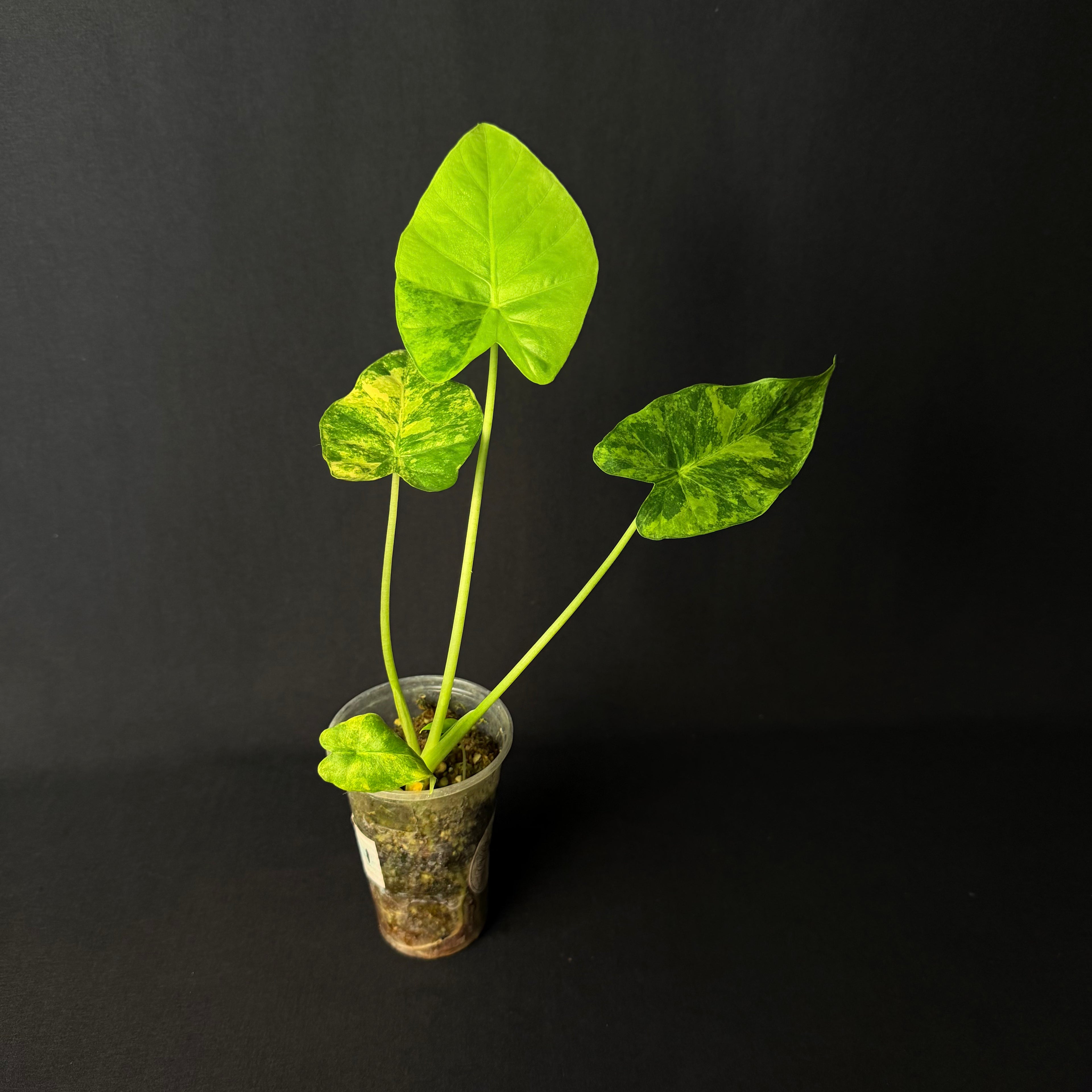 Alocasia Odora 'California' Aurea Variegata (Gageana) #2