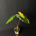 Alocasia Pseudosanderiana Aurea Variegata #2