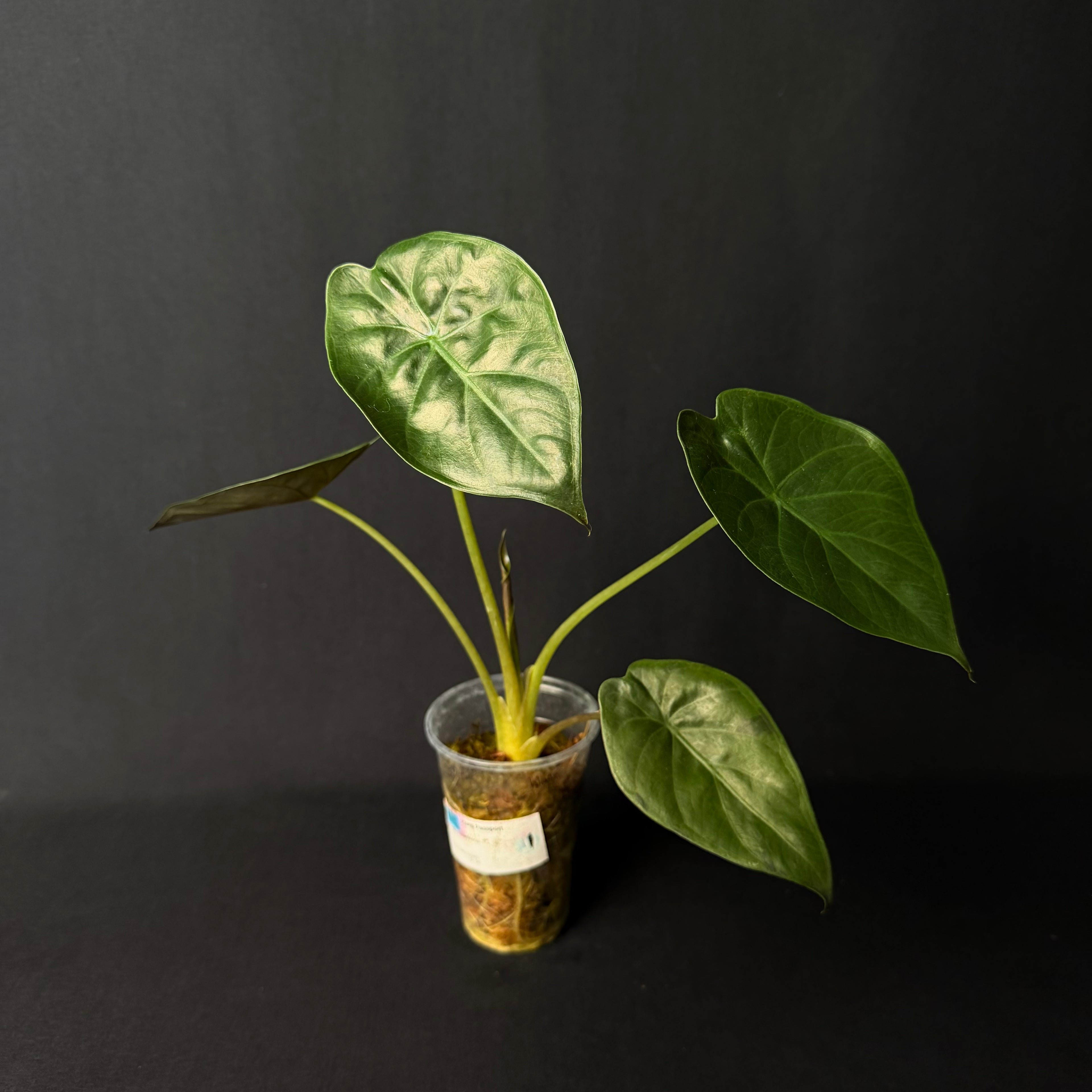 Alocasia Wentii #1-4