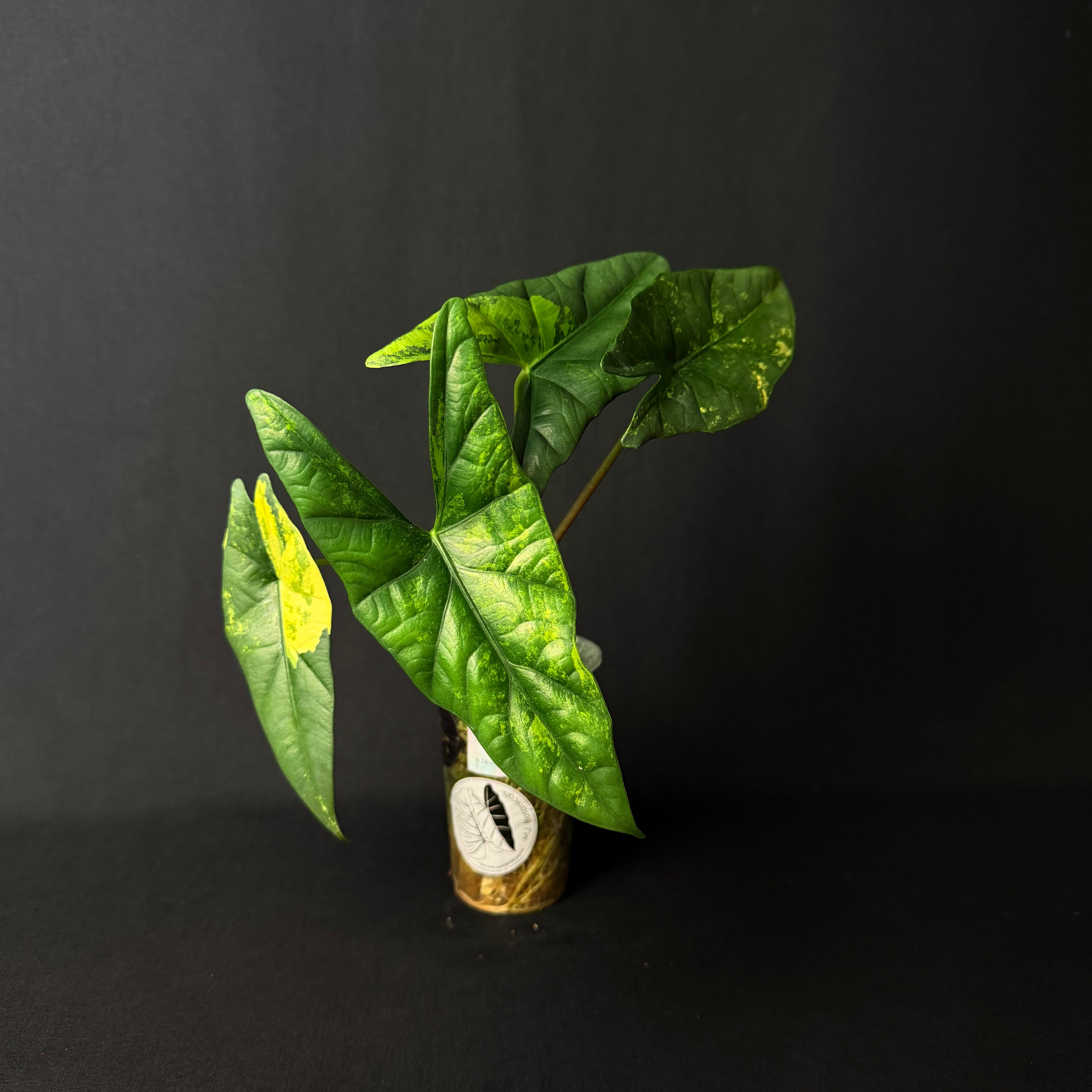 Alocasia Simpo Aurea Variegata #3